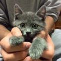 グレーの美猫♀みやまちゃん