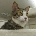 ししゃも♂　約７ヶ月　甘えん坊です