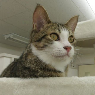 ししゃも♂　約７ヶ月　甘えん坊です