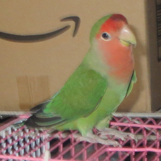 小桜インコの里親募集です。（決まりました）