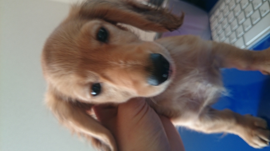 ミニチュアダックス生後3ヶ月 東京都 犬の里親募集 ペットのおうち 月間利用者150万人 ミニチュアダックス生後3ヶ月 東京都 犬の里親募集 ペットのおうち 月間利用者150万人