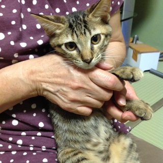 かわいいキジ猫　チビトラ