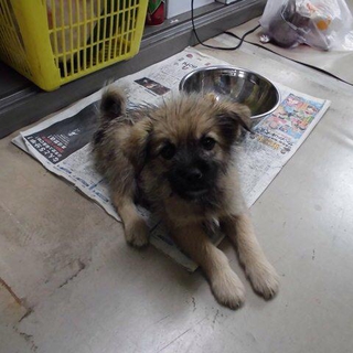 子犬の里親様募集