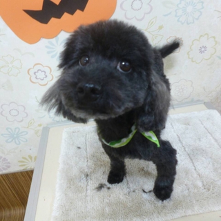 ６歳の元気いっぱいのトイプー君です！