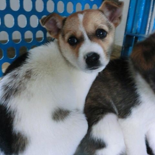 子犬ちゃんの里親募集