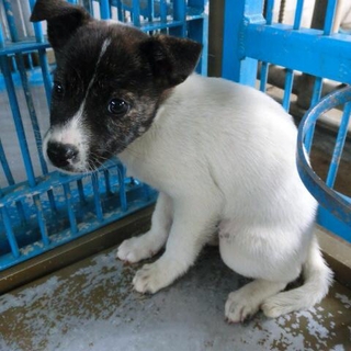 子犬ちゃんの里親募集