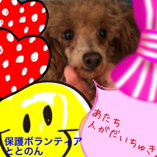 穏やかなトイプードル３才の女の子です。