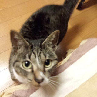 猫嫌い犬好き変な猫ちゅらりん2歳ぐらい♀