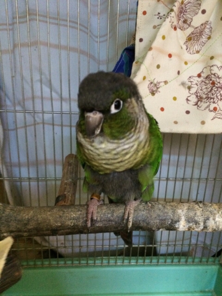 すてぱん様オーダーページ 猫 ウロコインコ すてぱん様オーダーページ 猫 ウロコインコ