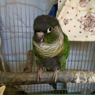 ウロコインコ（ノーマル） 文鳥3羽 再度里親募集