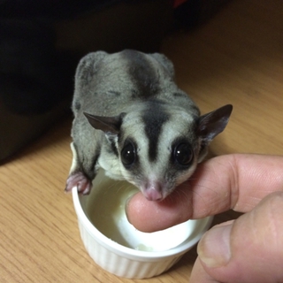 フクロモモンガ
