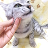 人馴れしてます。アメショ柄の女の子です！ サムネイル3