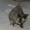 さび猫の里親さんを探しています。