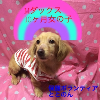 １０ヶ月Mダックス・みるくちゃんはお利口さん。