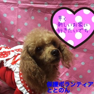 トイプードル３才・マチルダちゃんは甘えん坊