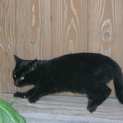 黒猫オスの里親さんを探しています。