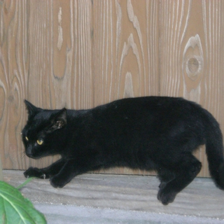 黒猫オスの里親さんを探しています。