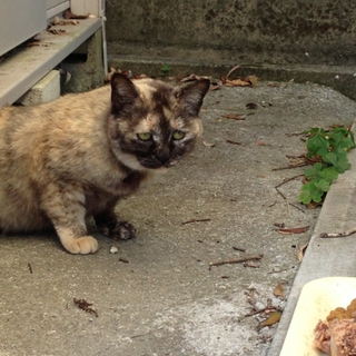 ブサかわいいサビ猫里親募集中！