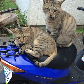 キジねこ2人