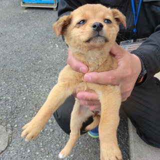 子犬ちゃんの里親募集