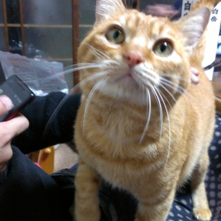 かわいがってください！