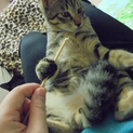 超甘えん坊の犬みたいな猫♪