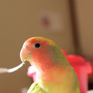 ★美人ベタ慣れコザクラインコ里親さん募集中です！