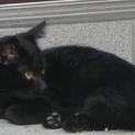 美しい黒猫雄