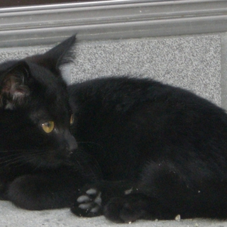 美しい黒猫雄