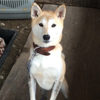 柴犬・メス・４～５歳