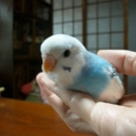 里親様決まりました。ありがとうございました。