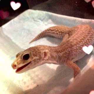ヒョウモントカゲモドキ
