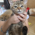 人馴れしたアメショミックスの姉妹です