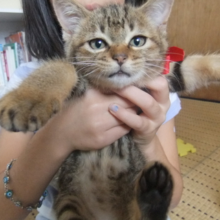 人馴れしたアメショミックスの姉妹です