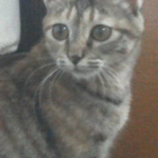 きれいな赤茶の模様があるとても人懐っこい子猫