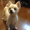 癒し系のポメホワイト５～６才、5キロ サムネイル2
