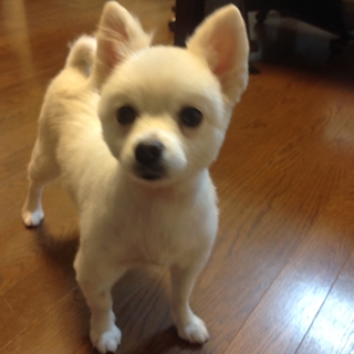 癒し系のポメホワイト５～６才、5キロ