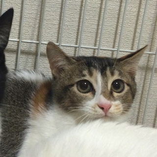 元気な三毛の仔猫です！