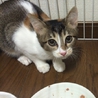 元気な三毛の仔猫です！ サムネイル2