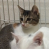 元気な三毛の仔猫です！ サムネイル3