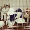 元気な三毛の仔猫です！ サムネイル4