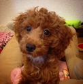 吠えない、すごくお利口なトイプードルの仔犬