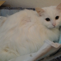 ちぃちゃんを可愛がってくれる方募集します！