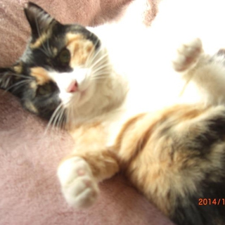 三毛猫スーちゃん