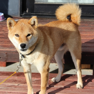 ３歳の柴犬男の子です。