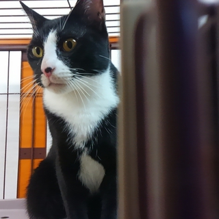 2014年１月末産まれの猫ちゃん