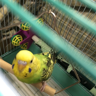 セキセイインコ里親募集