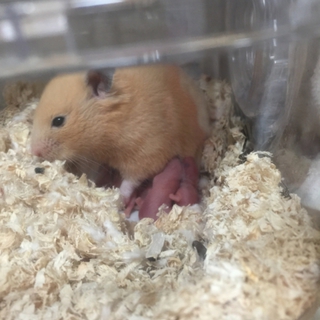 緊急！キンクマハムスターの赤ちゃん