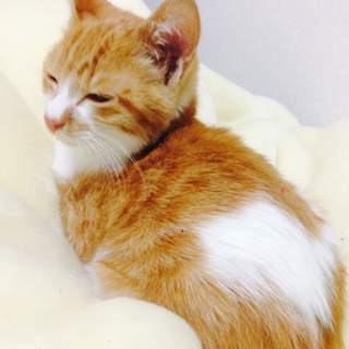 人懐っこい子猫の里親募集中！
