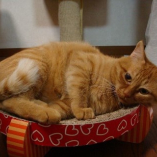 ４歳くらいの母猫・チャ―ちゃん♪